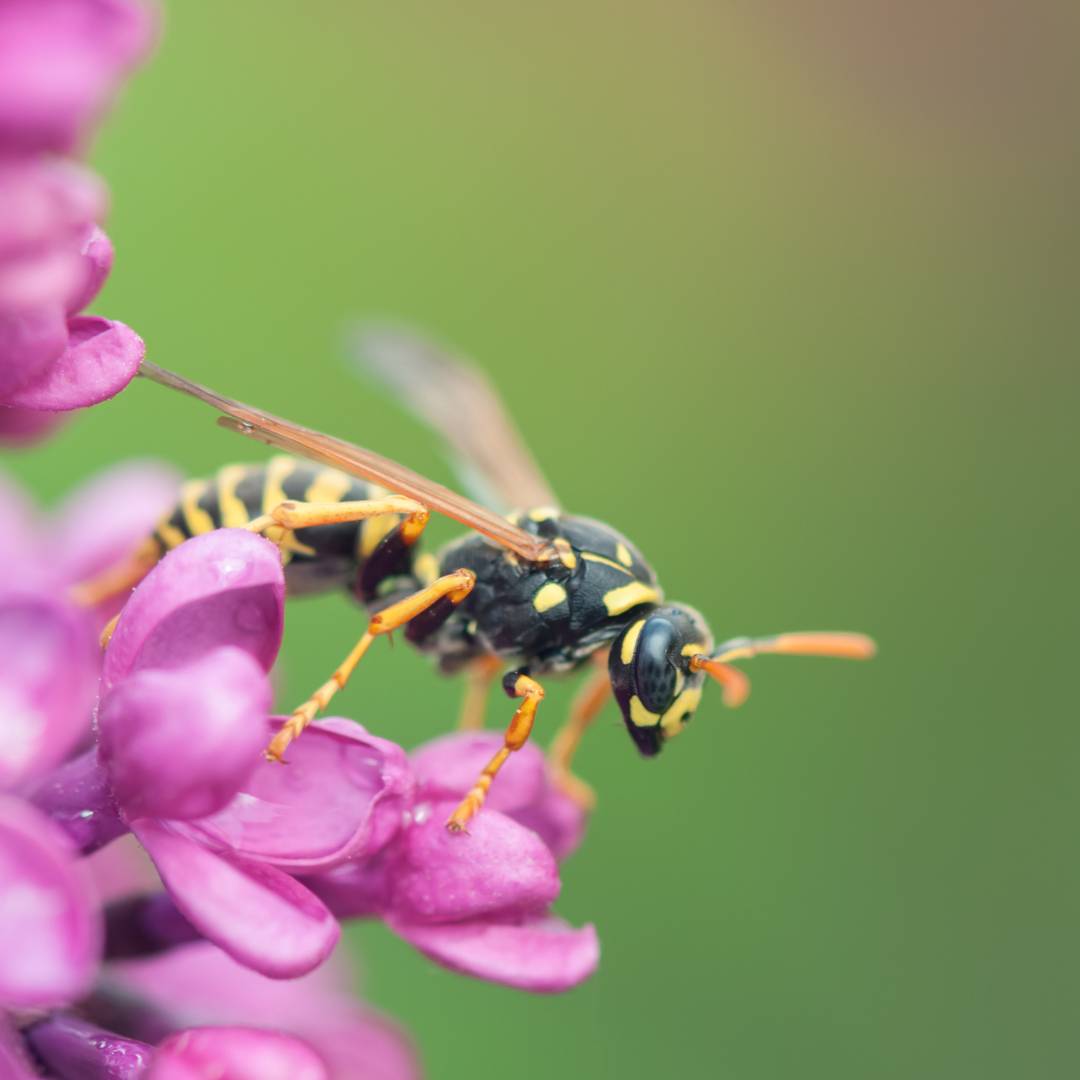 Looking for reliable wasp pest control service? Our experienced team offers effective solutions for eliminating wasp infestations. Safeguard your home or business with our specialized wasp control services, ensuring a sting-free environment. Count on us to handle all your wasp-related concerns with efficiency and expertise.
