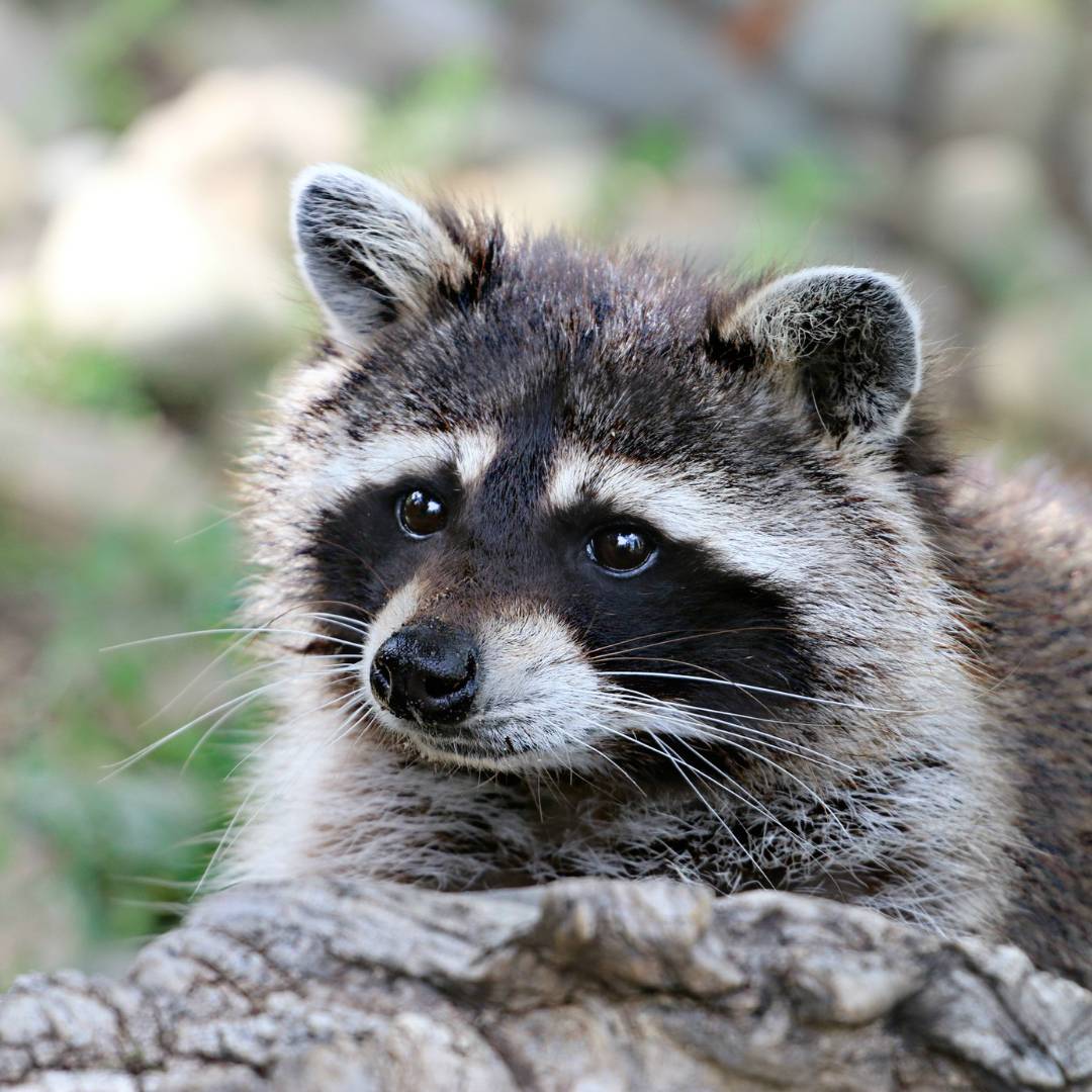Ensure a raccoon-free property with our expert raccoon pest control service. Our dedicated team specializes in humane removal and prevention of raccoon infestations. Protect your home or business from damage and potential health risks associated with raccoons. Trust our reliable raccoon control services for effective solutions tailored to your specific needs.