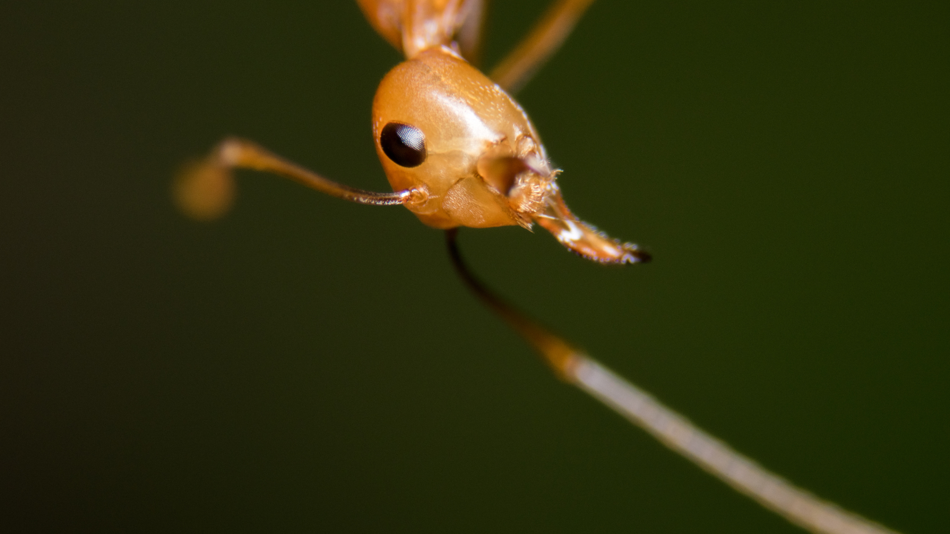 Conquering the Burn: Exploring the World of Fire Ants