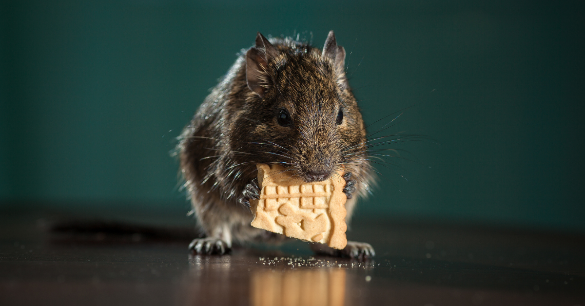 A rodent carrying a cookie in its mouth.