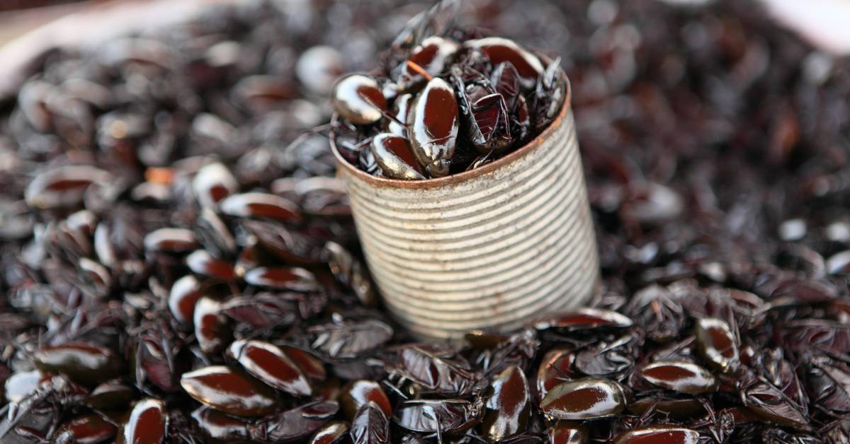 A pile of black seeds in a metal container.