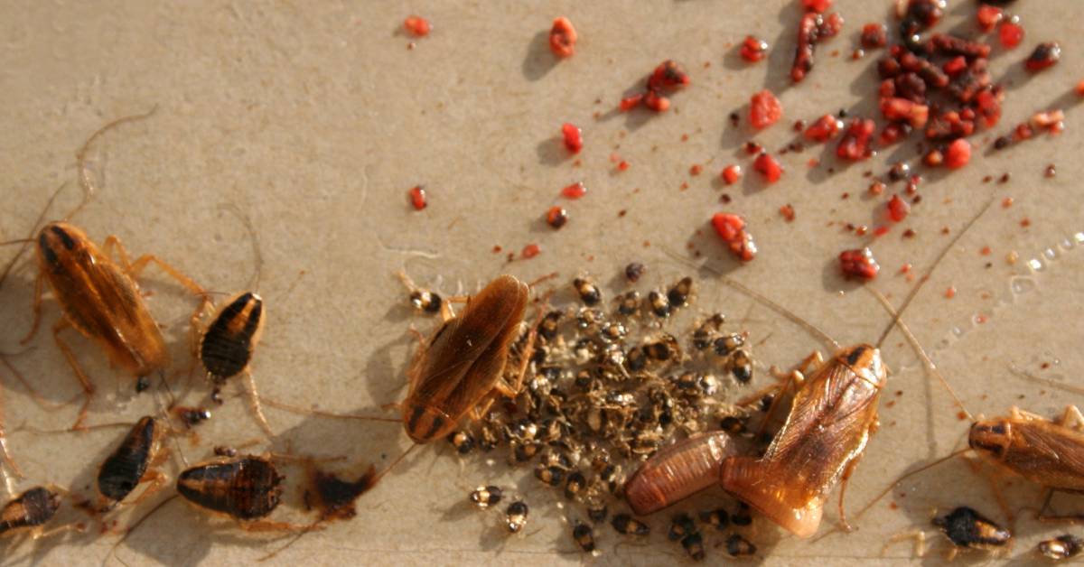 How Fast Do Roaches Multiply? Tips to Prevent Infestations - Hern's ...