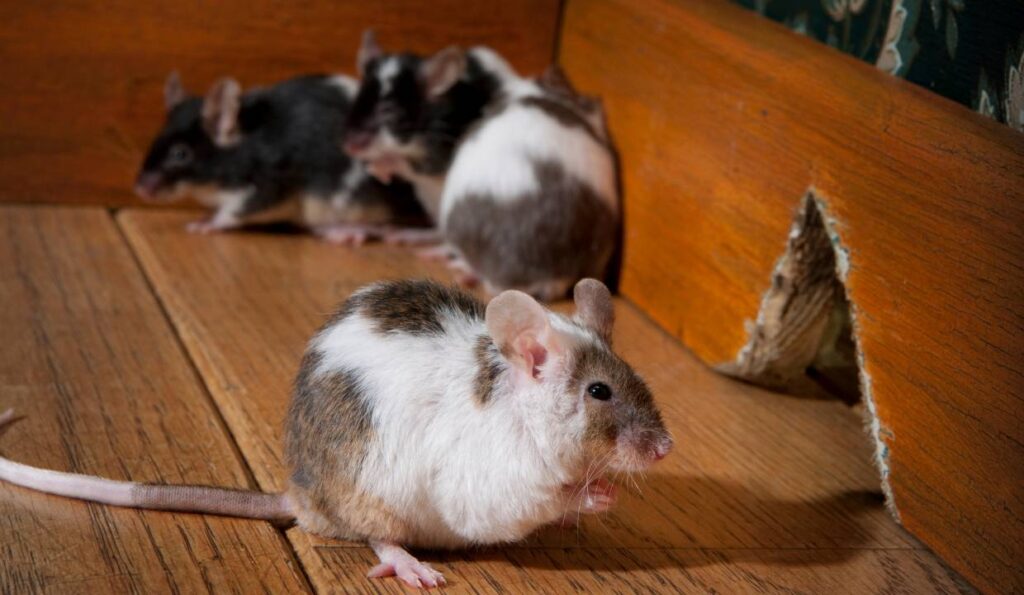 A group of mice standing on a wooden floor.