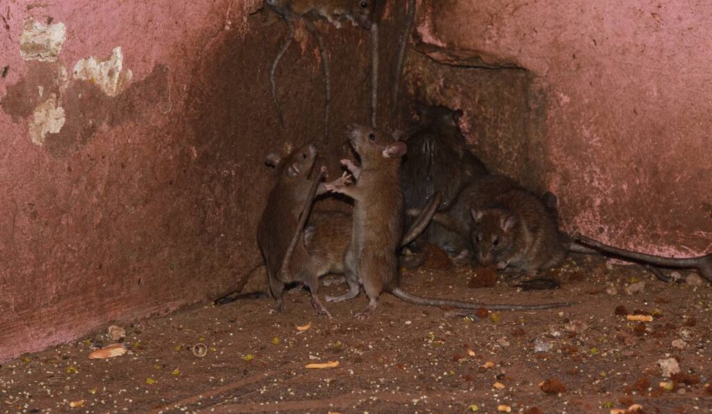 A group of rats in a hole in a wall.