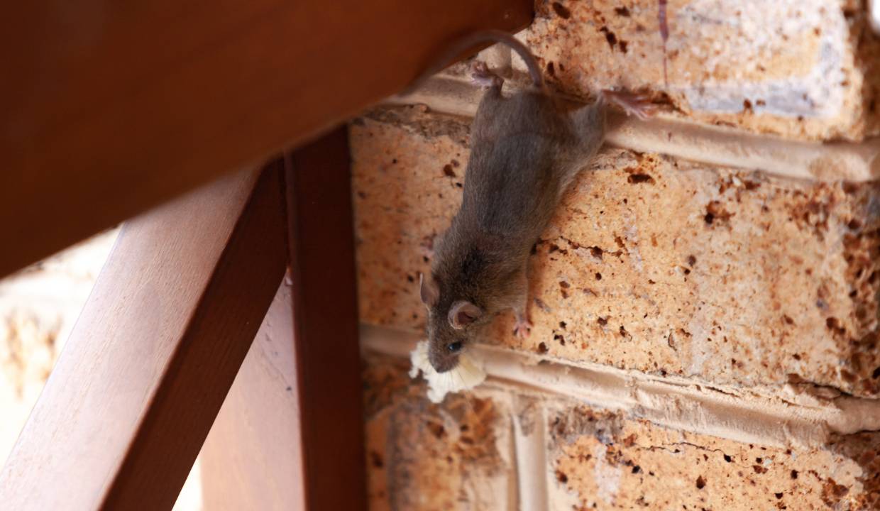 A mouse is hanging from a brick wall.