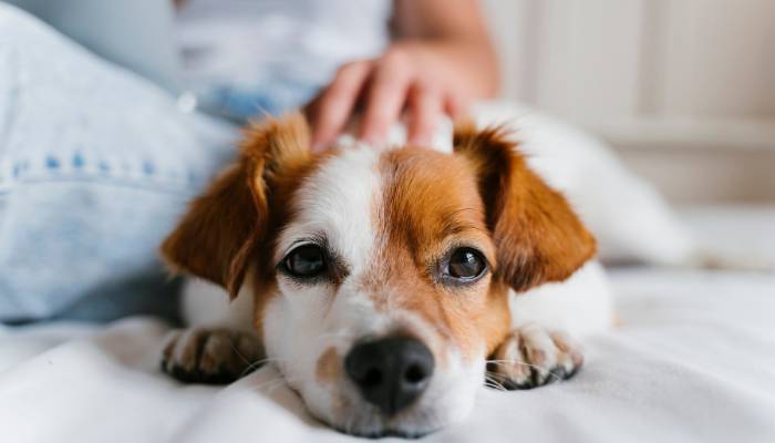 A woman laying on a bed with a dog on her lap.