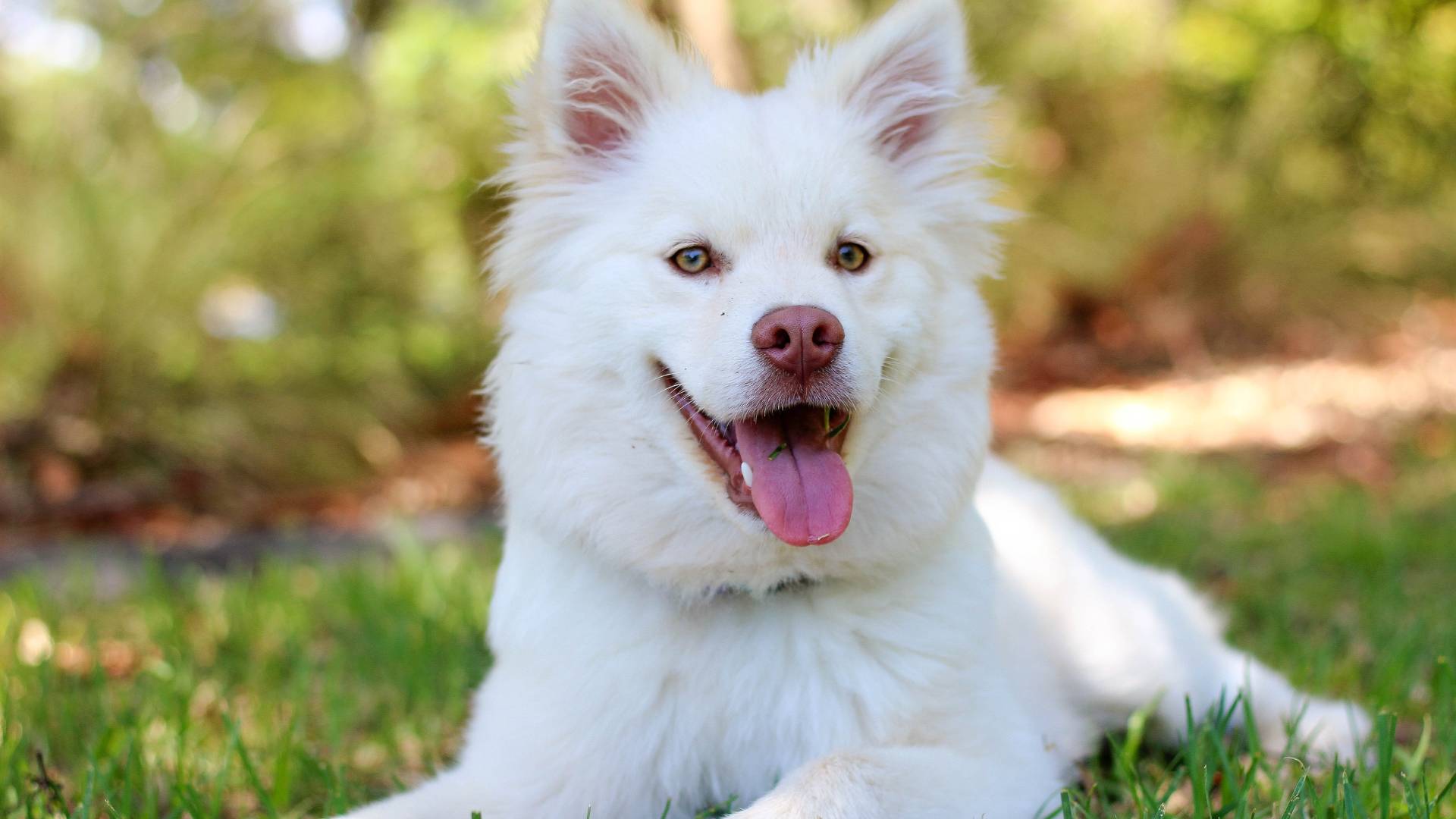 a samoyedo dog on the backyard grass with backyard bug control dog safe