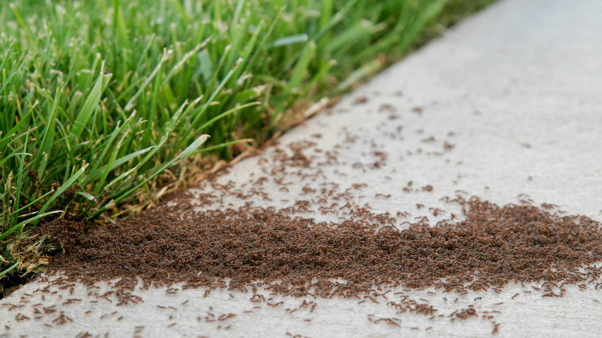 Ant Infestation Pest Control