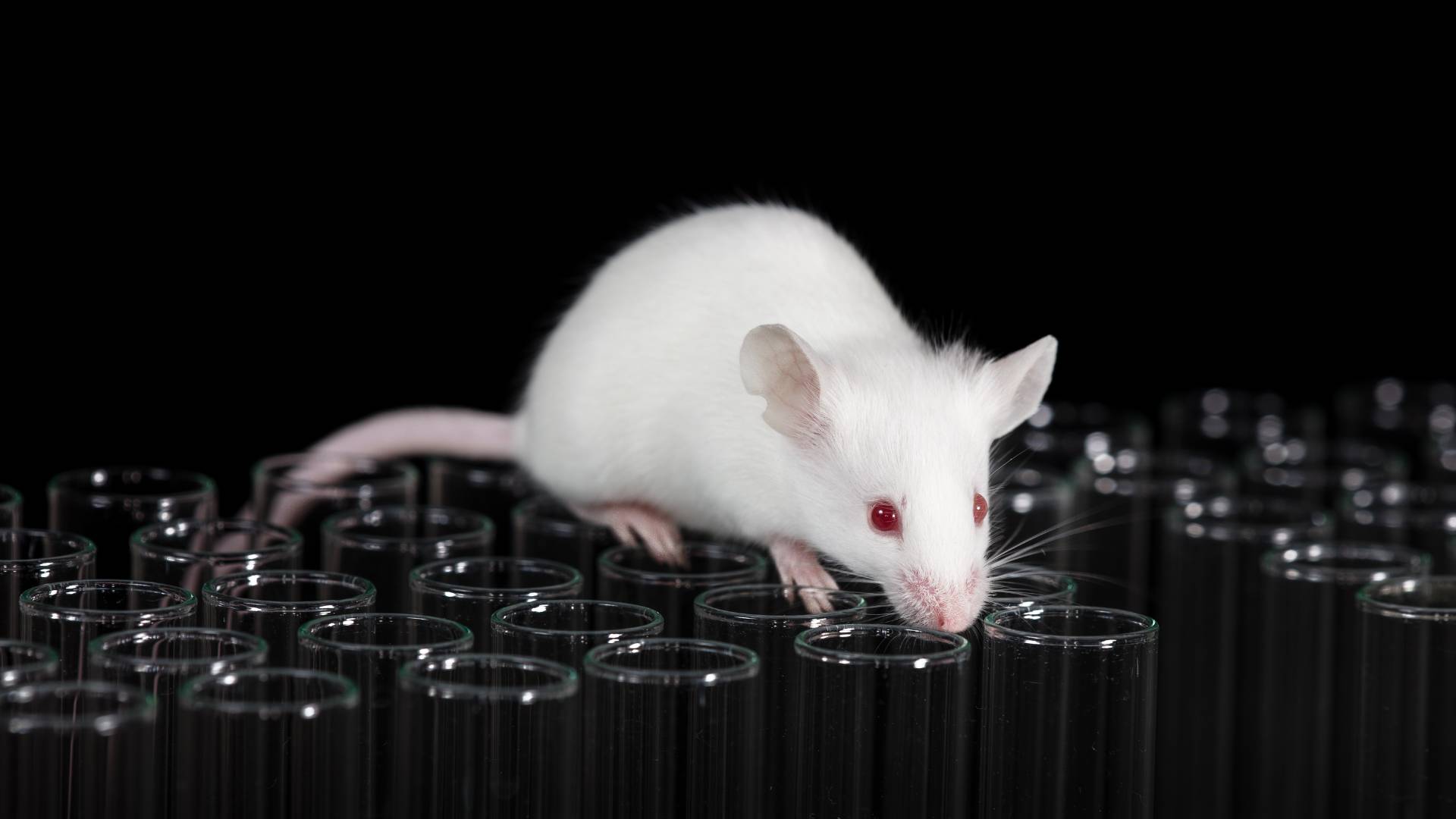 a lab mouse over some test tubes to illustrate how long for mice poison to work