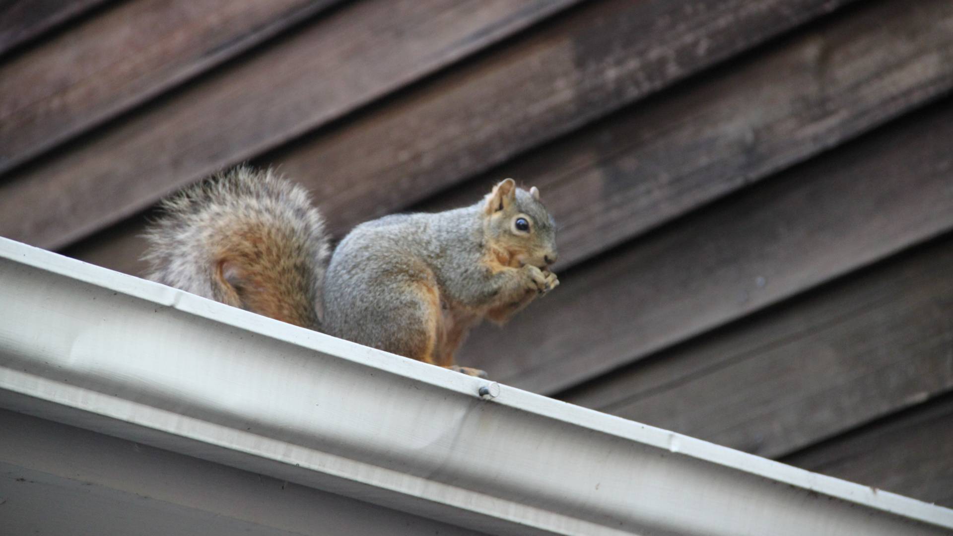 Squirrel Eats a Nut on the Roof