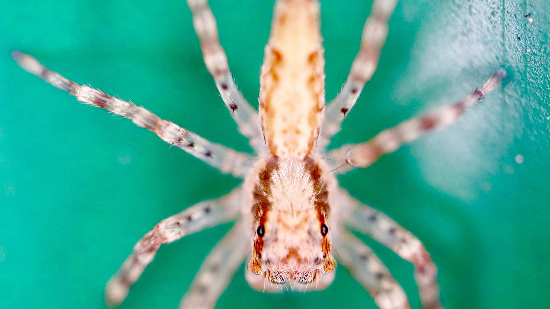 a yard spider on a web of a backyard in mckinney TX