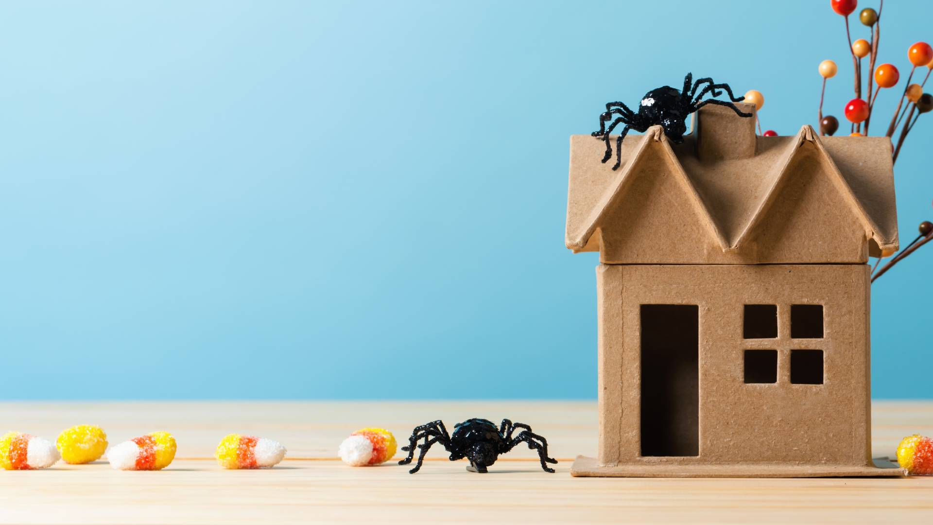 How to Get Rid of Wood Spiders in Your House