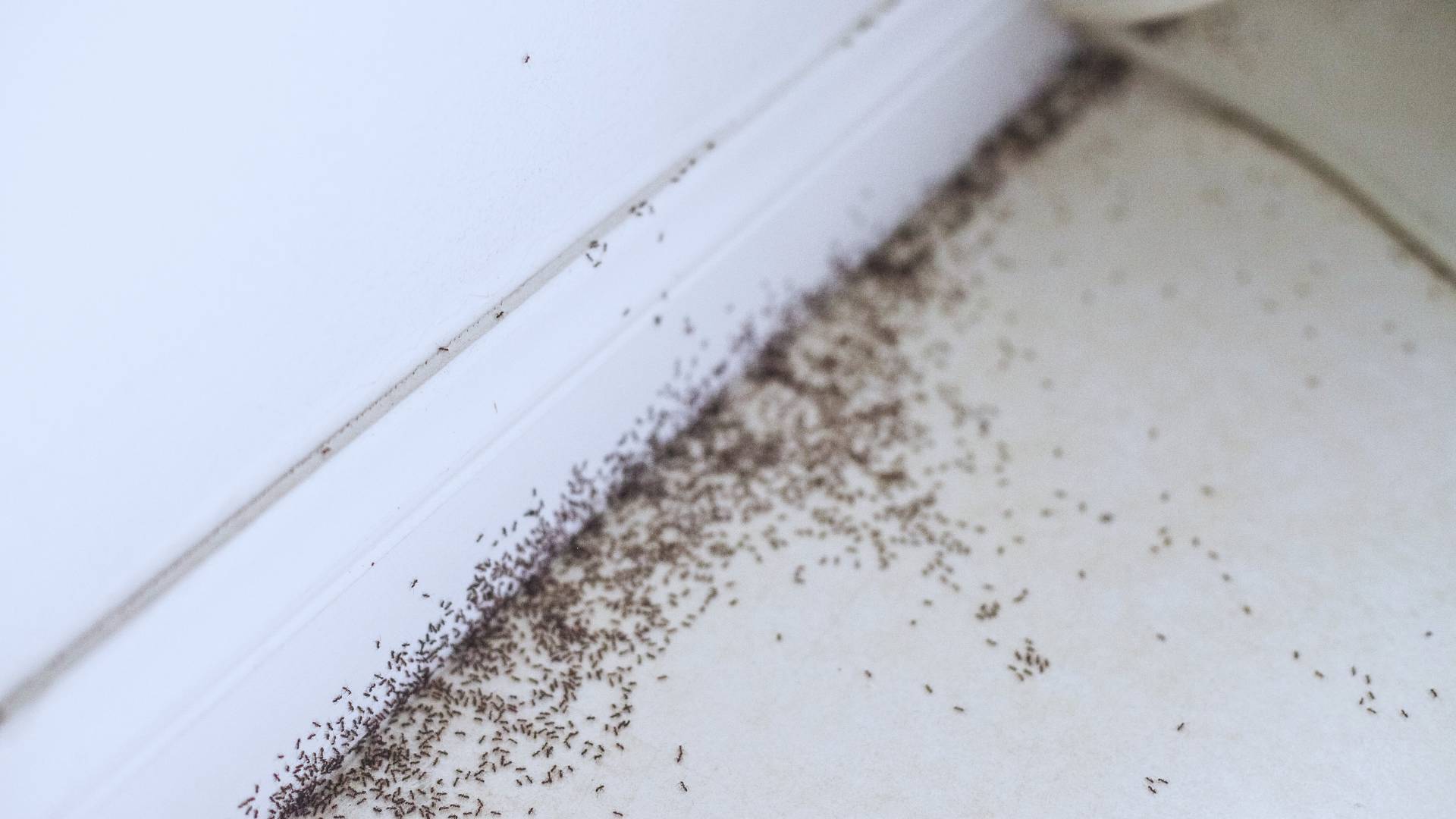 How to Prepare for Ant Spraying Extermination