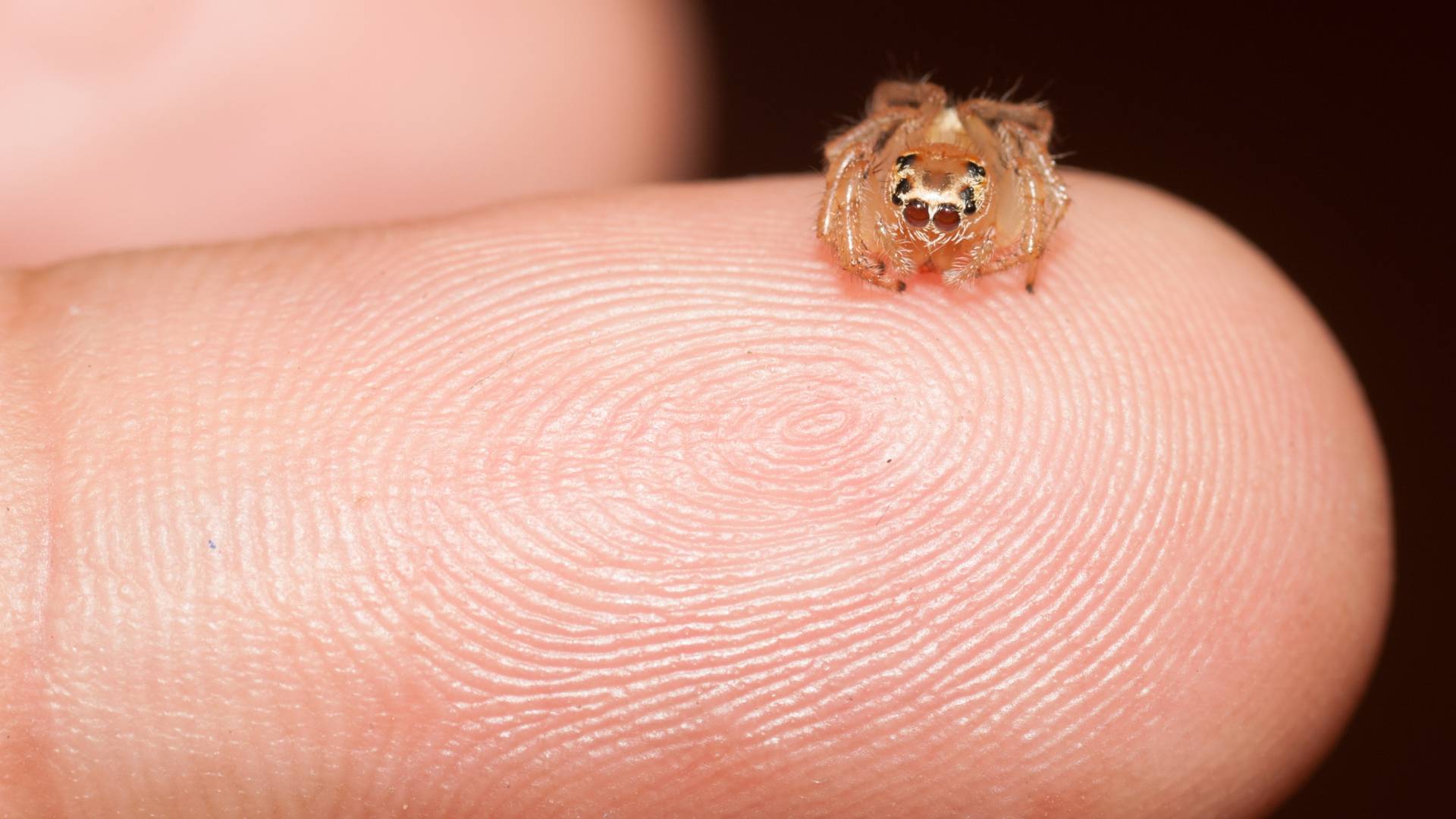 a Tiny spider on the tip of a finger - How to reduce spiders in home