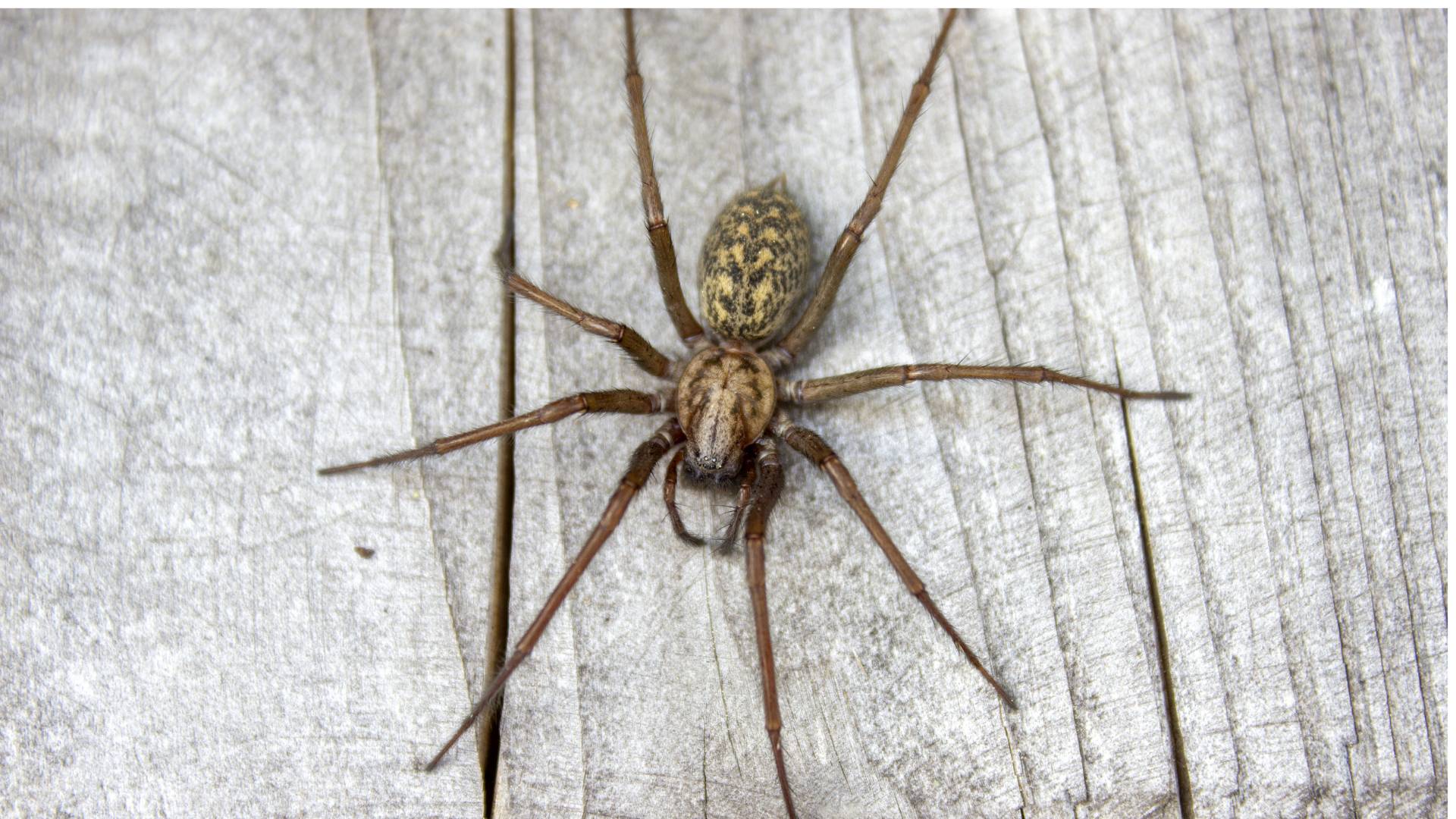 a huge brown spider on a wood floor- organic pesticides for spiders