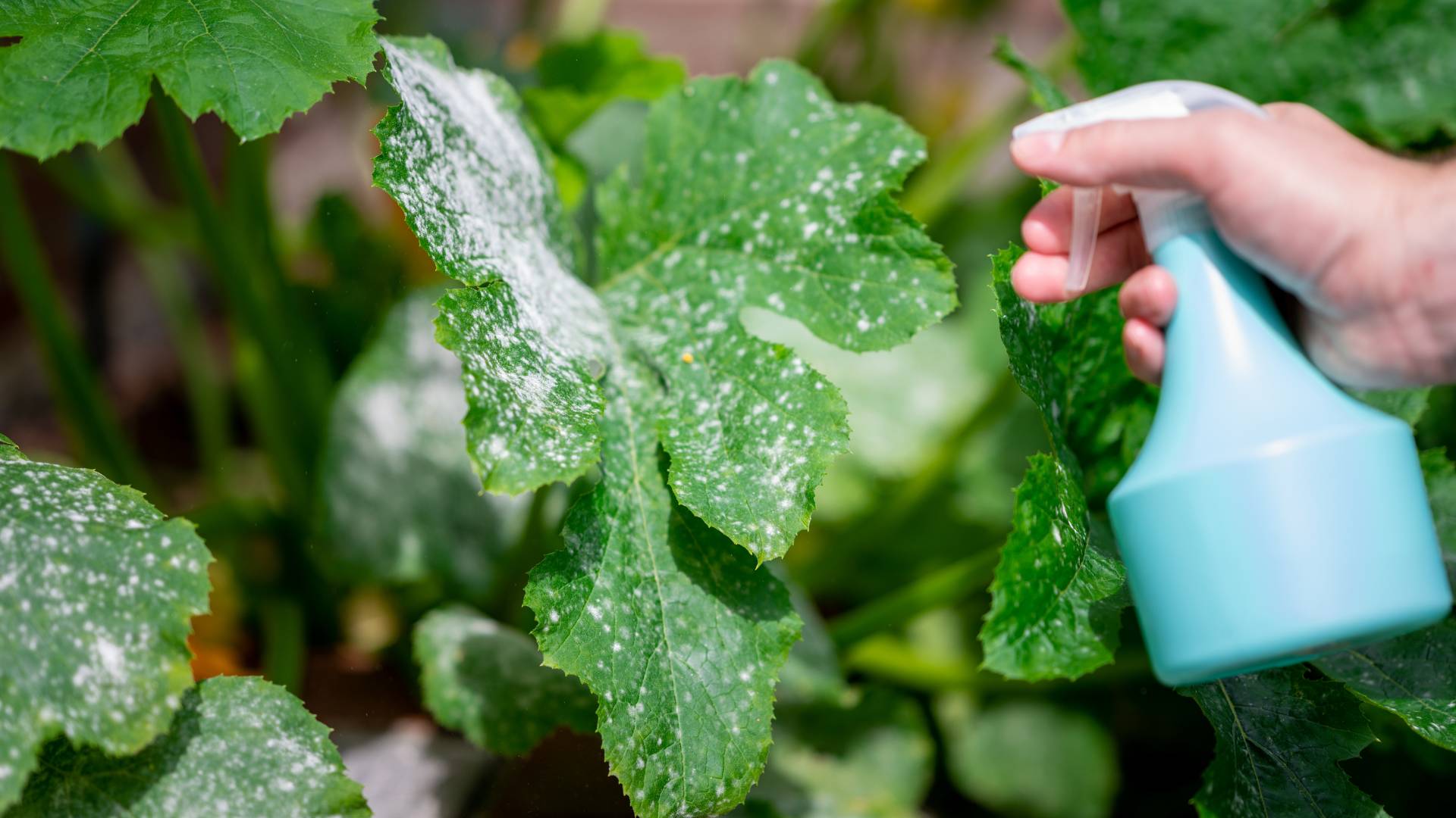 Treating powdery mildew on a zucchini plant with pet safe bug spray for plants