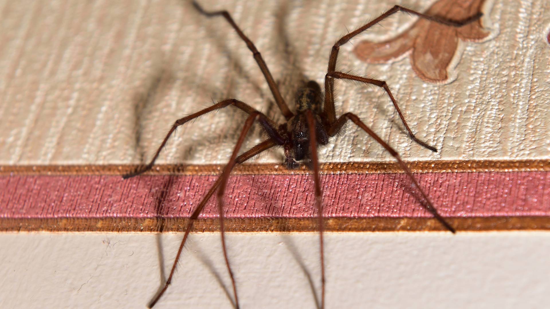 spider on a carpet making the owner to look for a safe way to get rid of spiders in house