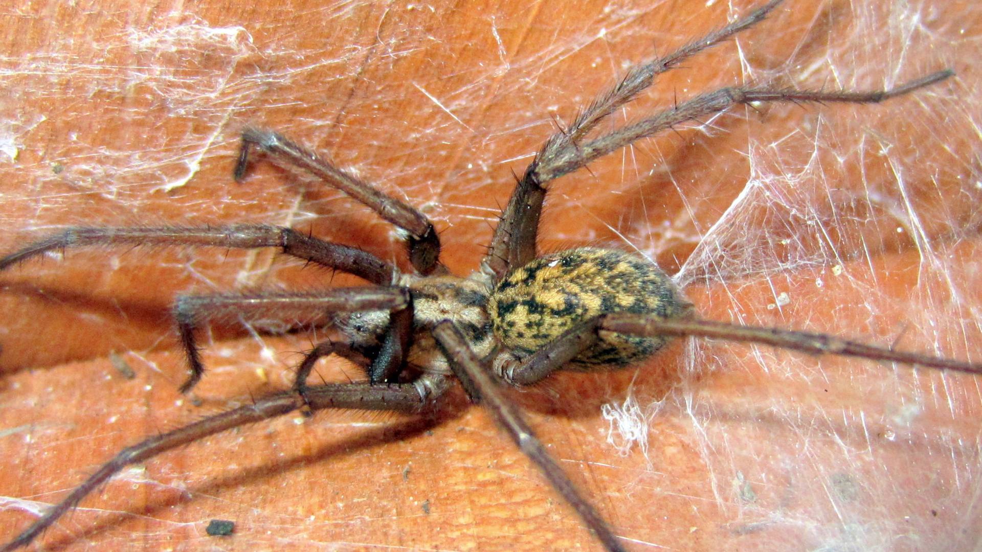 What Household Product Kills Spiders Instantly? Top Solutions