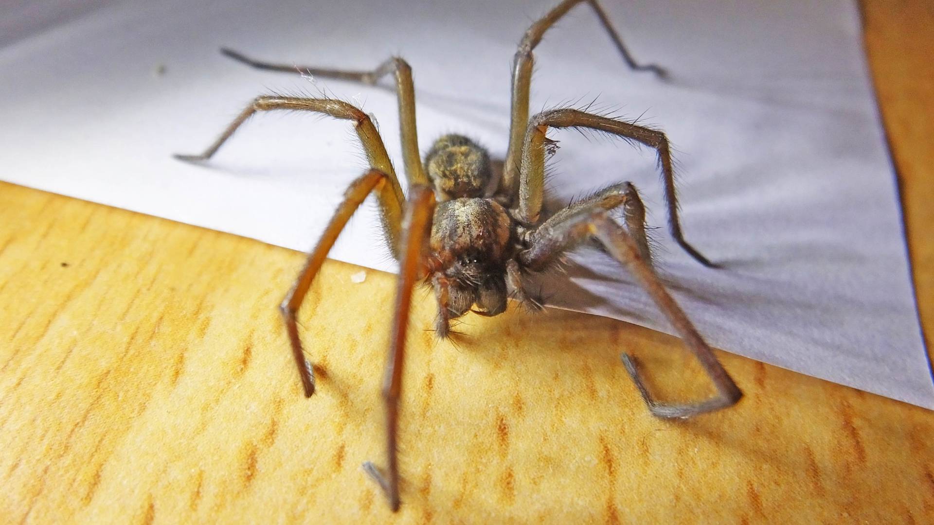 a spider over a white paper sheet on a table wondering wht will kill spiders in your house