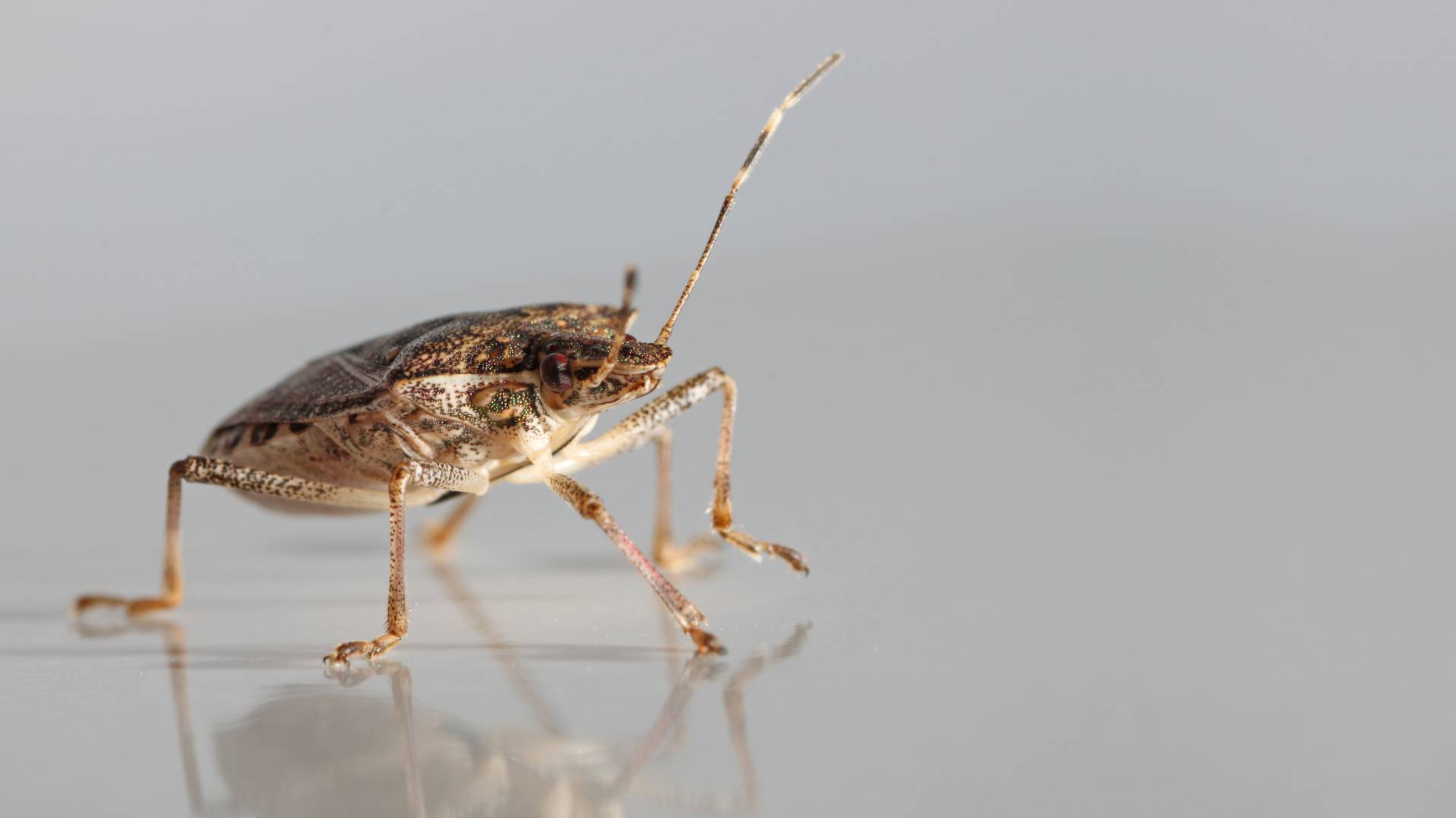 stink bugs that need to be controlled in home