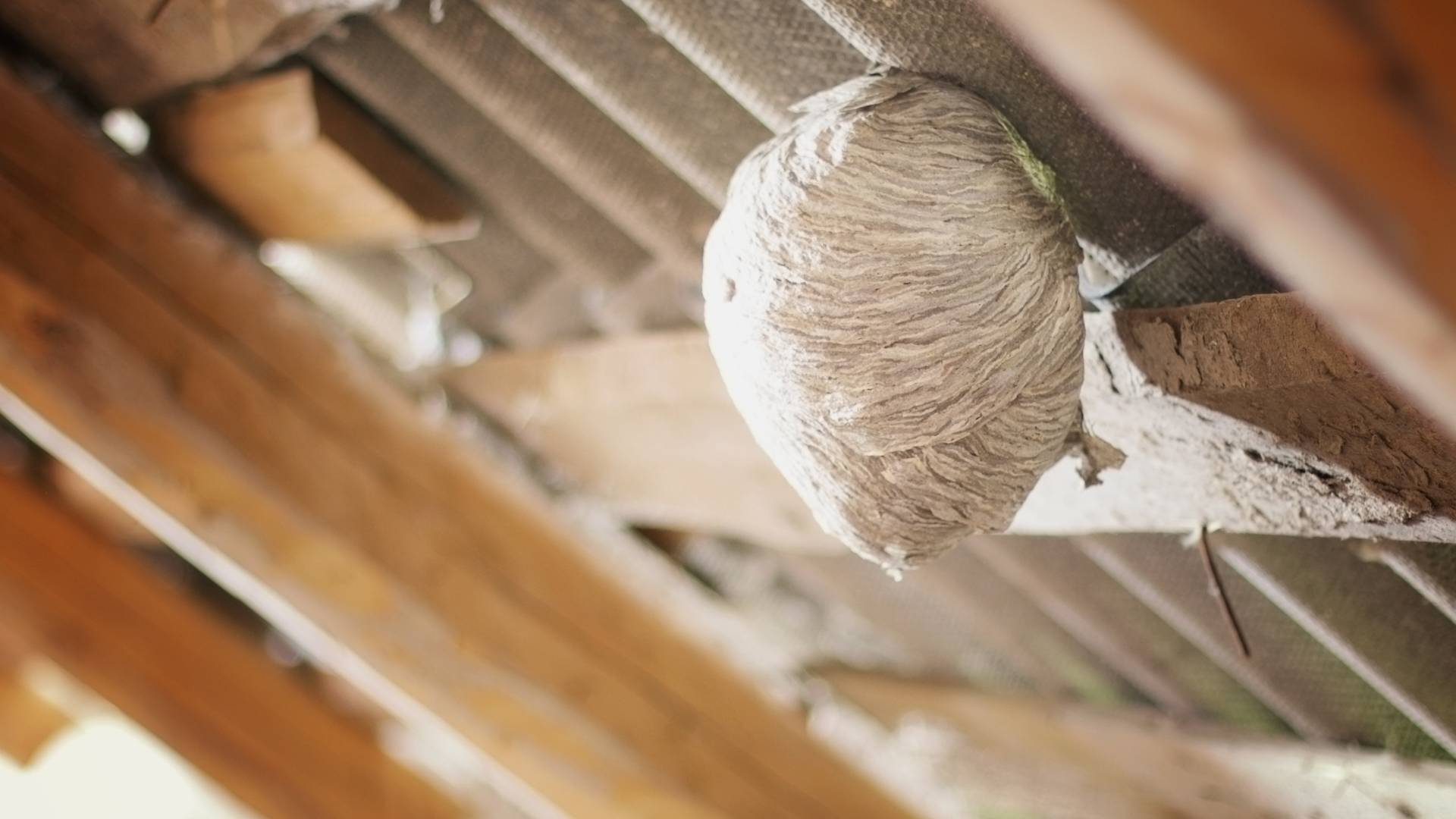 get rid of hornet nest on house