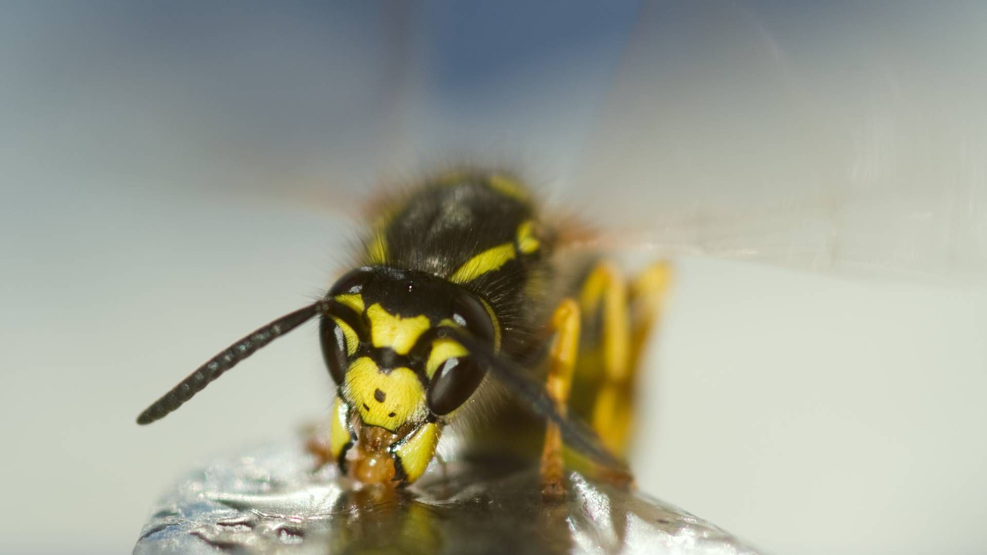 yellow jacket wasp to illustrate our article for get rid of yellow jacket in house