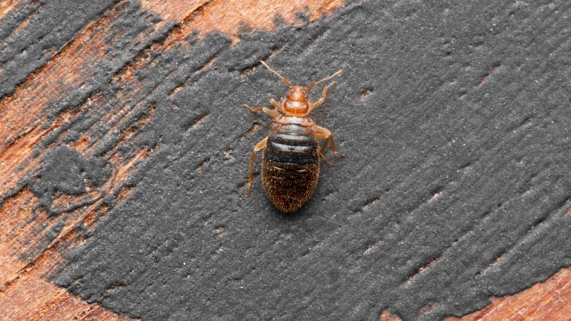 bed bug on a wooden surface to illustrate heat up house to kill bed bugs