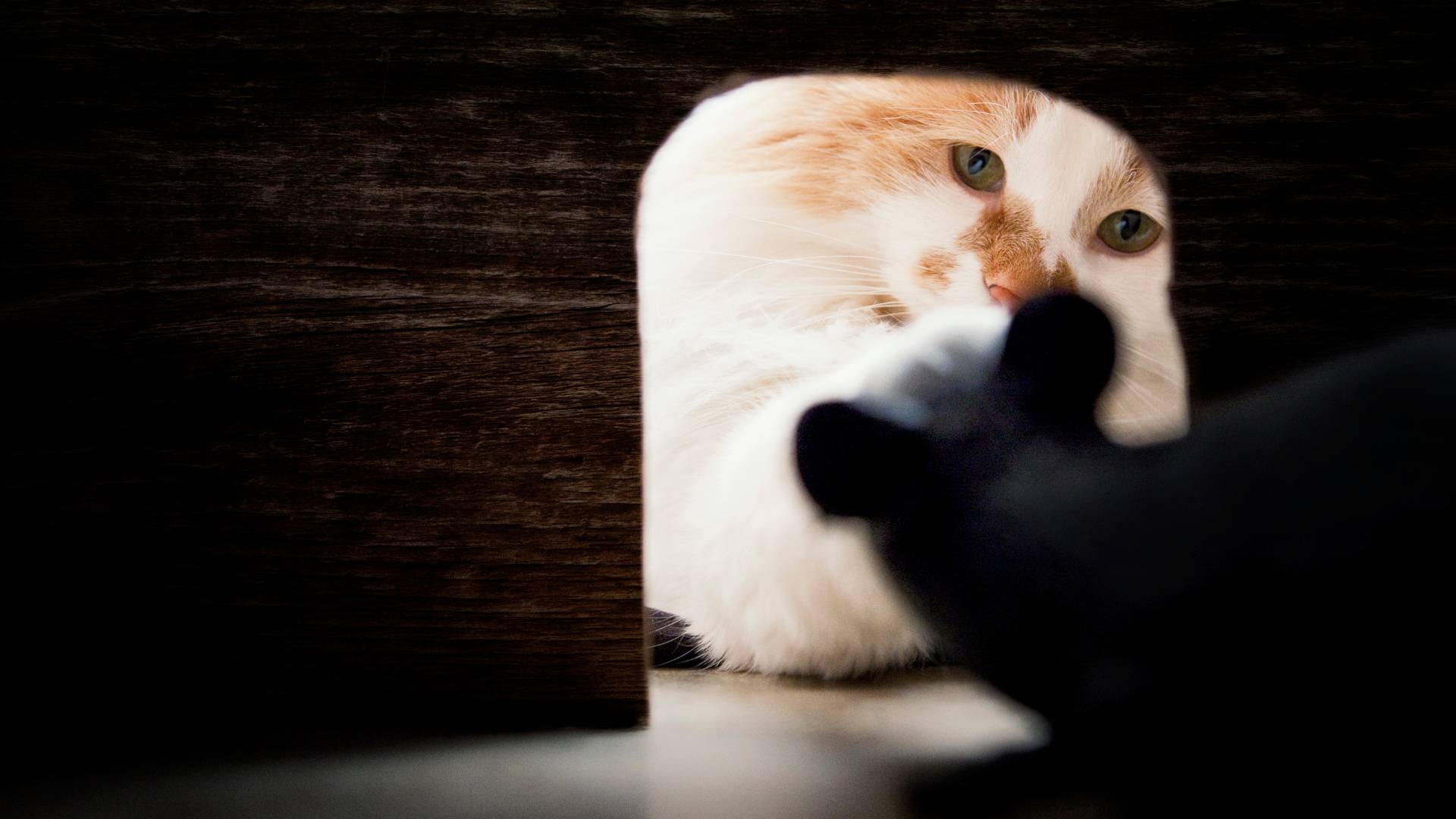 cat looking to a mouse inside a hole on a wall to illustrate how can you tell where mice are getting in