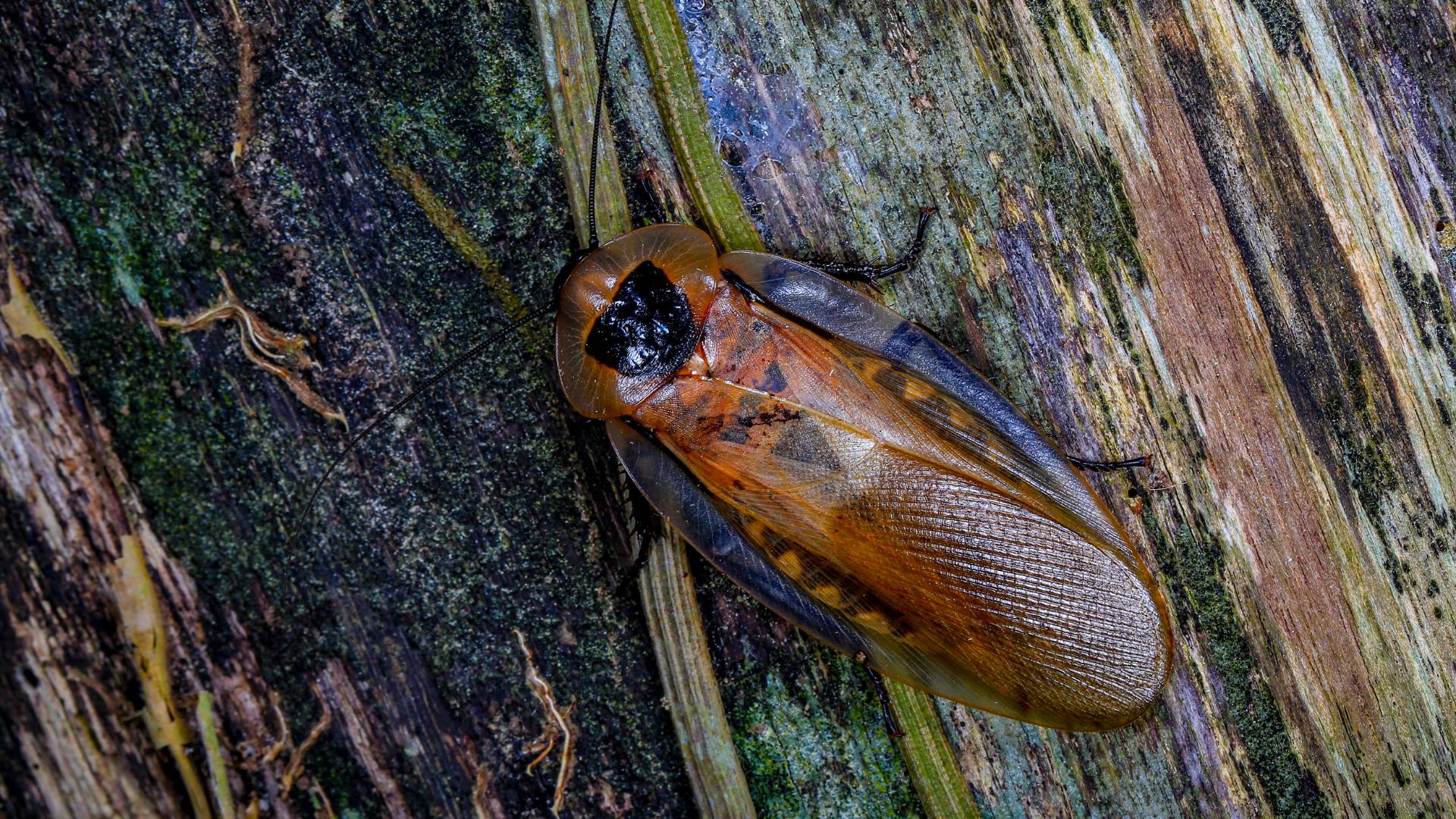 How to Kill a Giant Cockroach: Quick & Easy Solutions