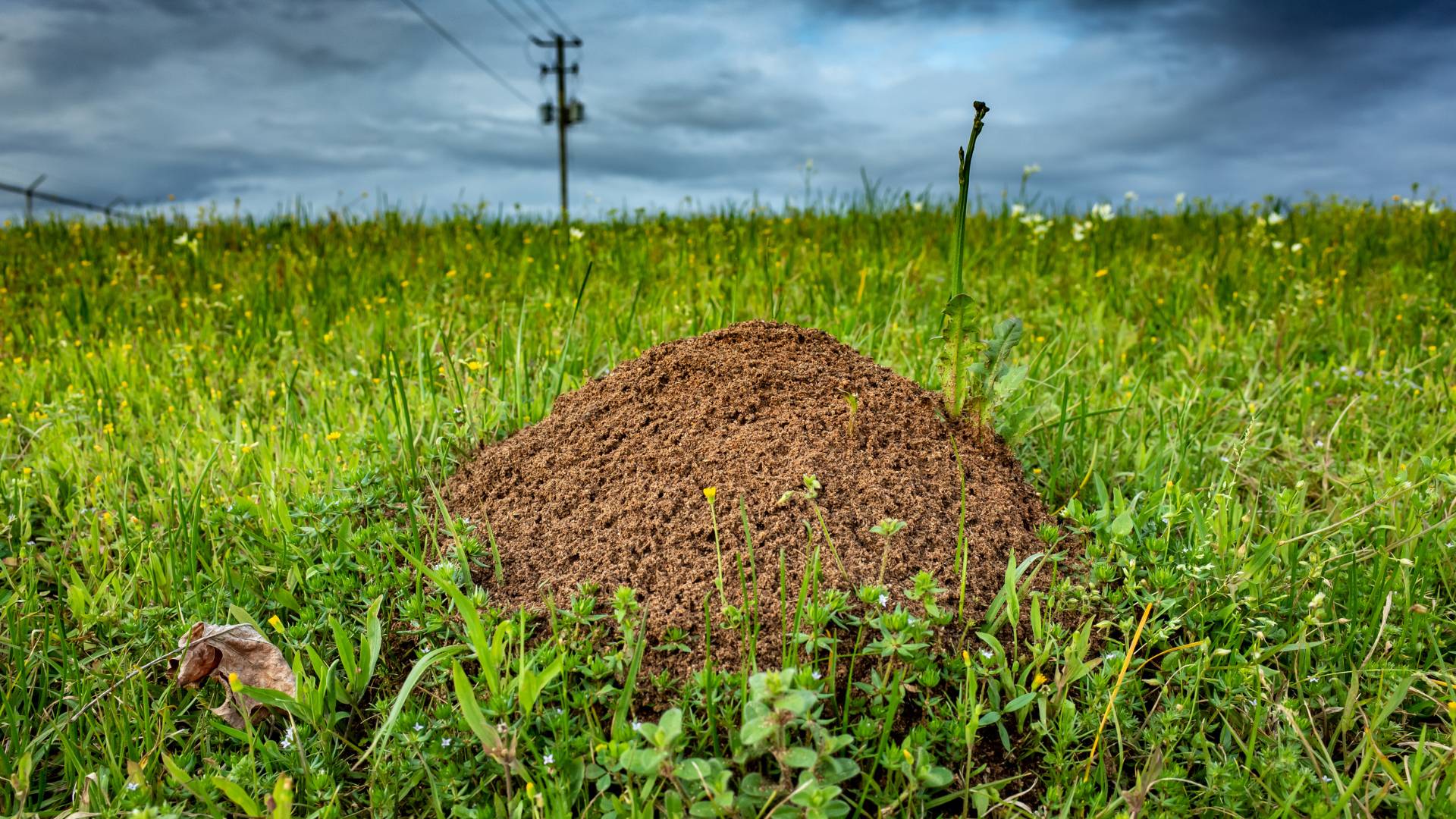 ant mounds in lawn for how to kill ant mounds in lawn