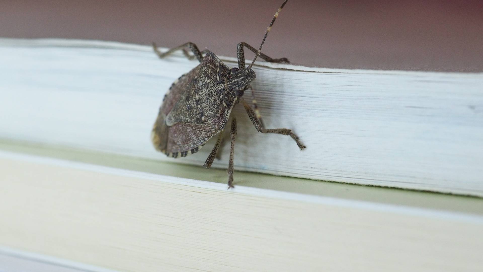 a stink bug on a window to explian how do they look when you say i have stink bugs in my house