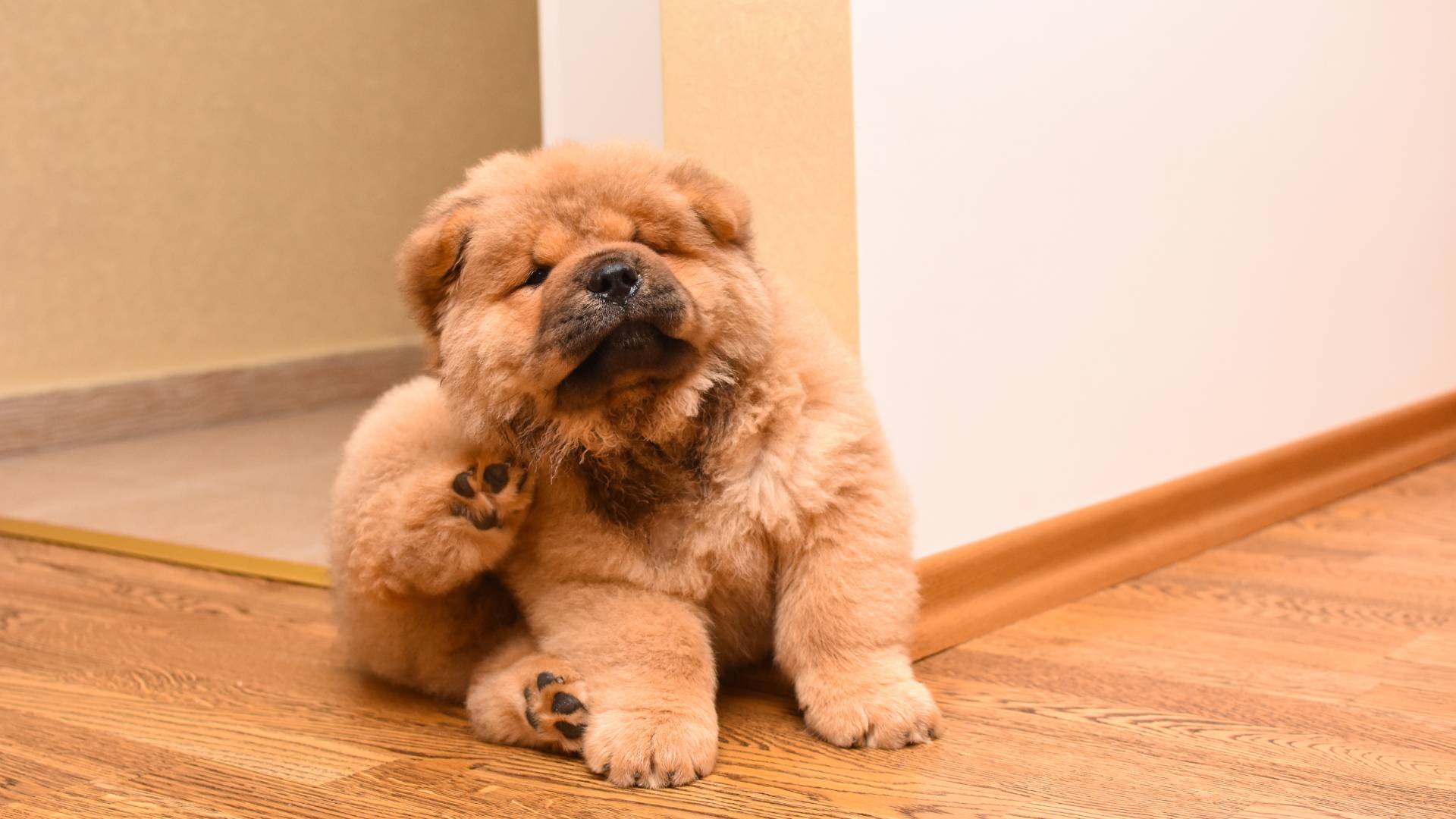 chow chow scratching its neck because people is still finding fleas after their pest contorl service