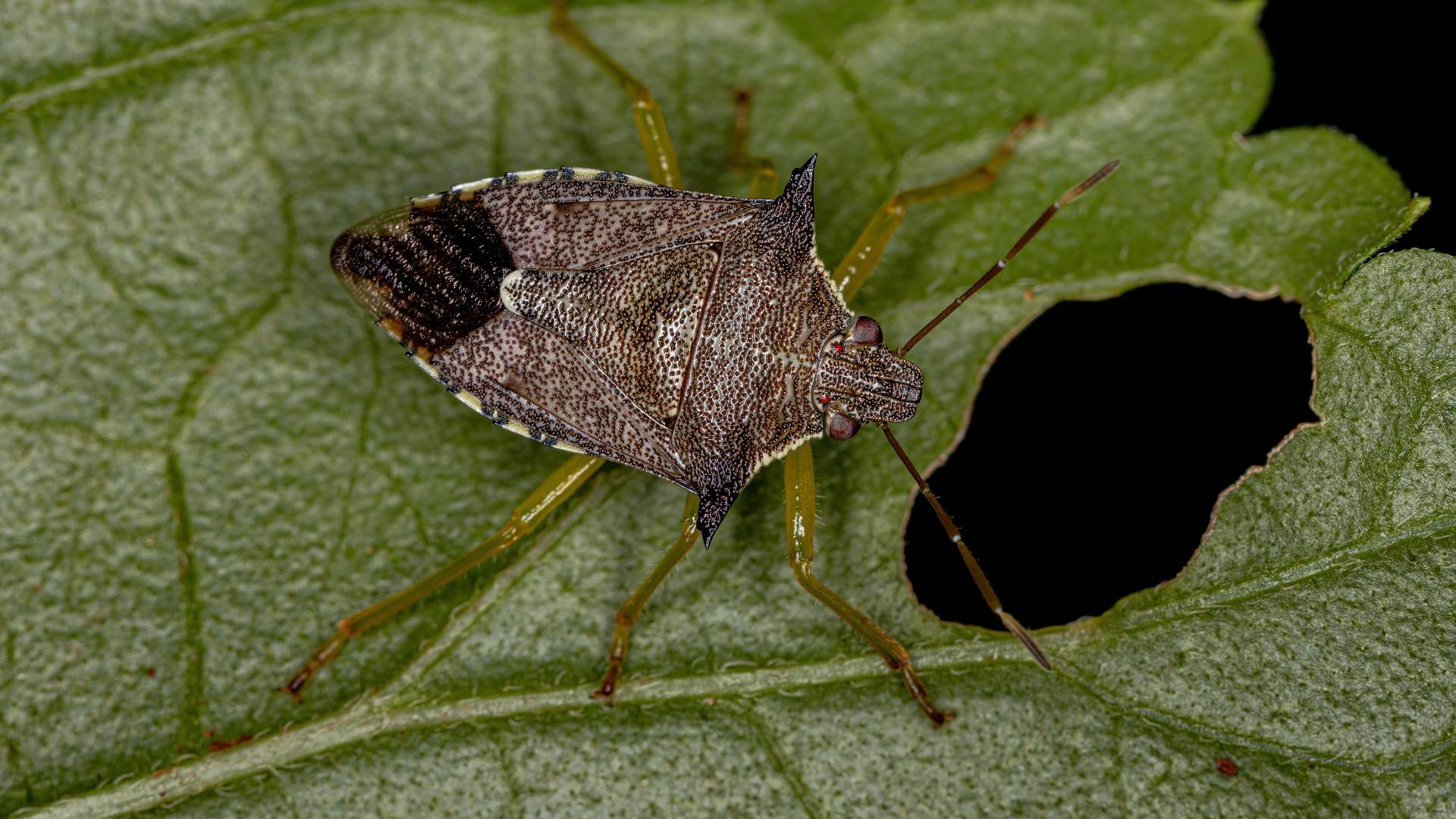 stink bug control in home