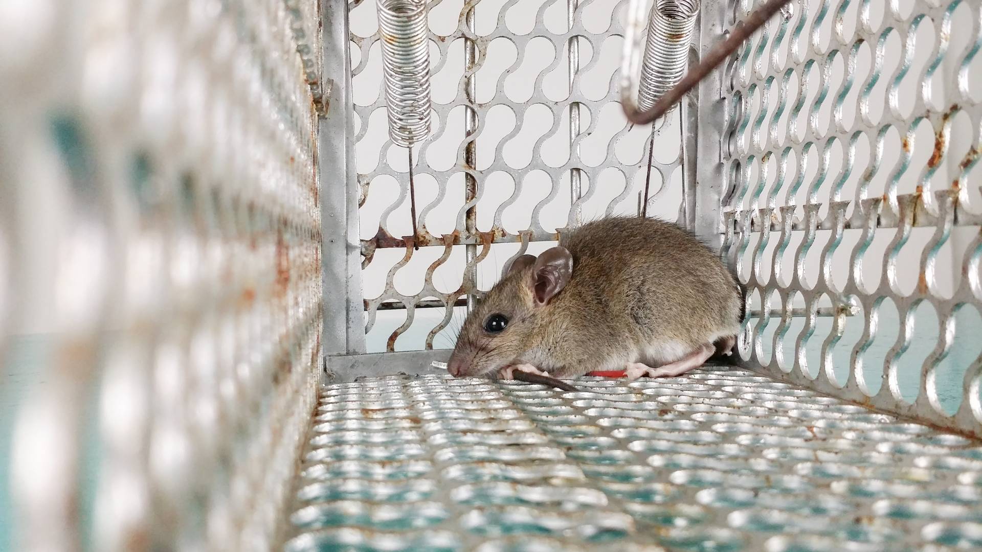 a mouse on a trap to illustrate what does an exterminator do to get rid of mice?