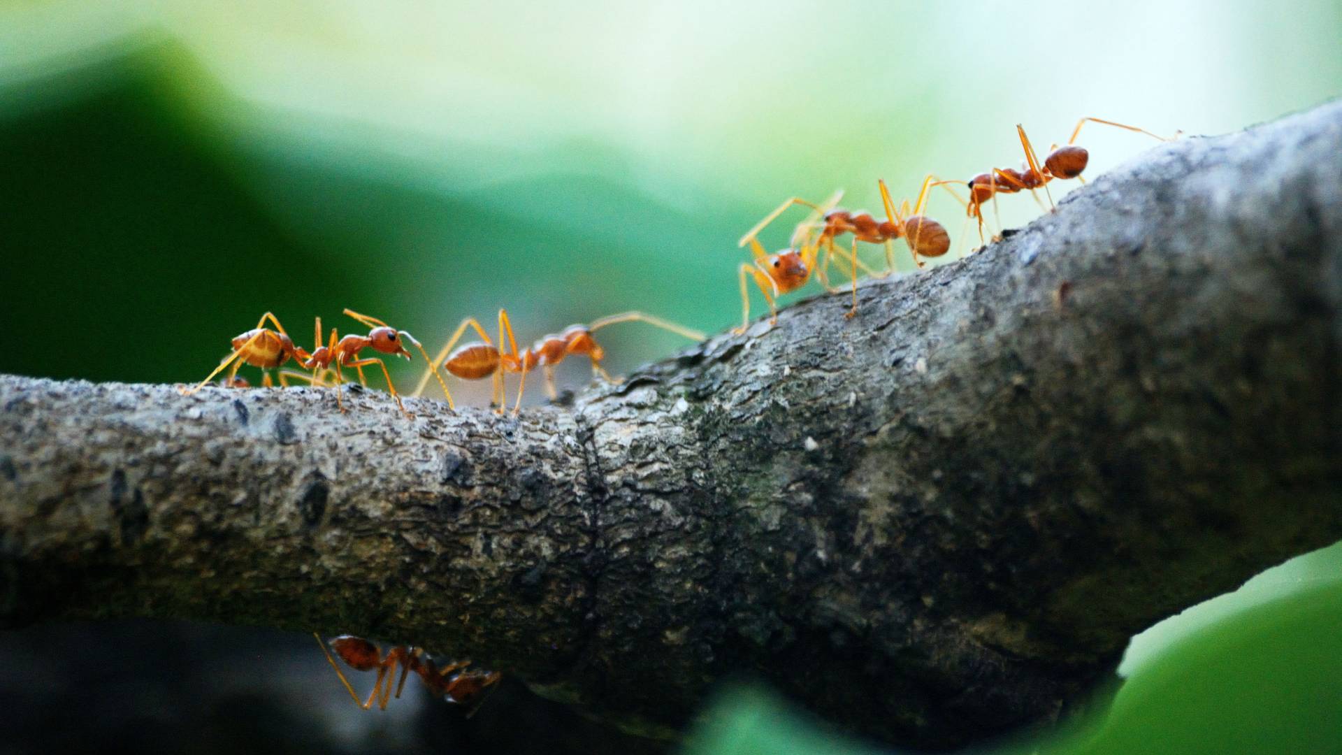 ants walking on a tree branch on their way to a humming bird feeder but they found an ant moat, what is an ant moat?