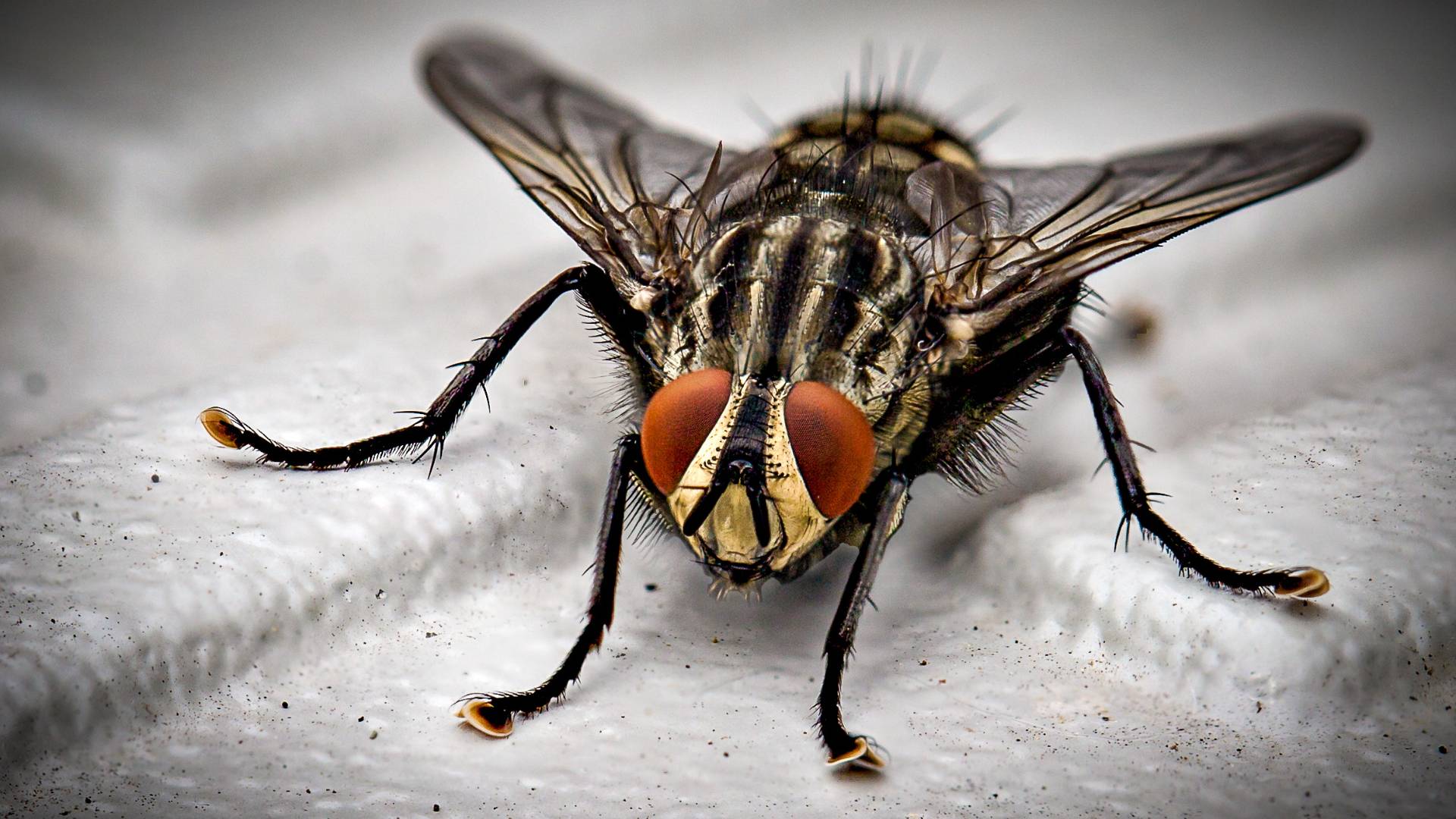 a fly to illustrate what is the most damaging pest to a house