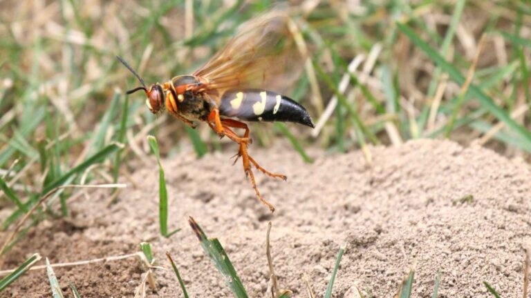 cicada killer flying over a nest, representing the different wasps in texas