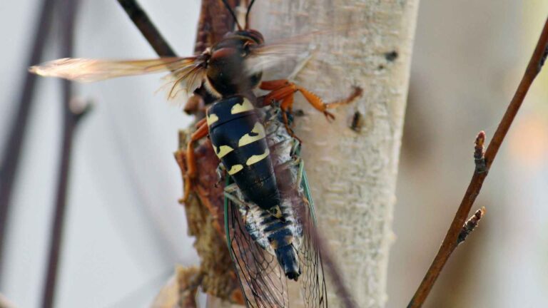 cicada killer on a tree being one of the different wasps in texas