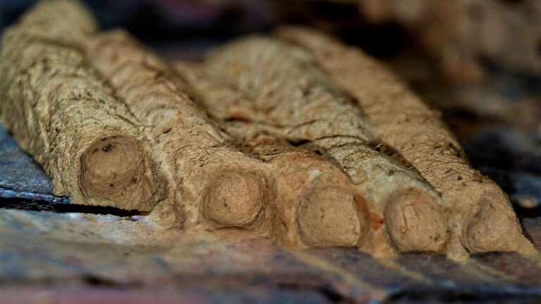 mud dauber nest in texas, one of the different wasps nest you can find