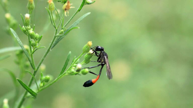 mud dauber on a branch to rerpesent different types of wasps in texas