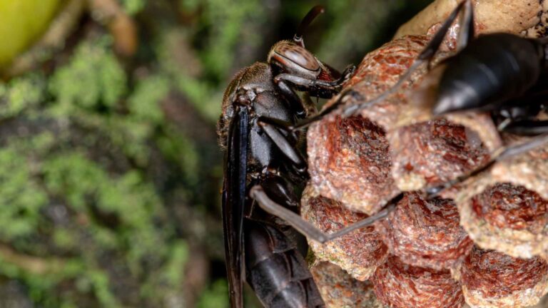 close picture of a paper wasp to illustrate different wasps in texas