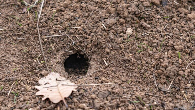 tarantula hawn nest on the ground one of the many different types of wasp you can find on texas