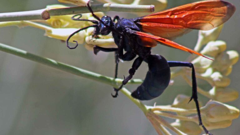 close picture of a tarantula hawk, one of the different types of wasps in texas