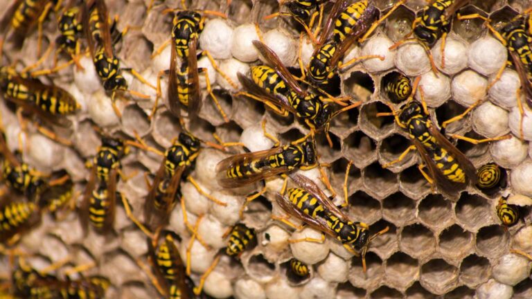 Yellow jacket nests with wasp population on it that can be one of the different nest you can find in texas