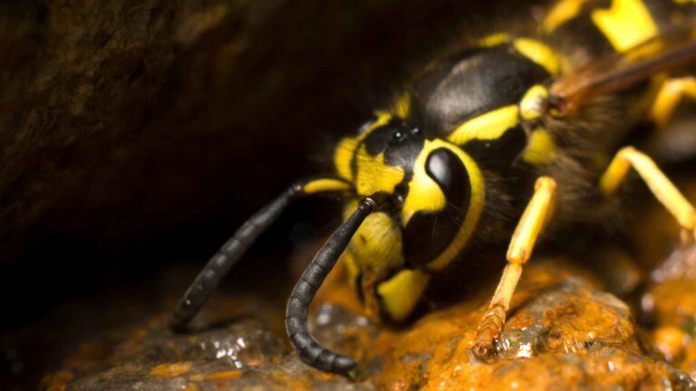 picture of a yellow jacket upper boddy to illustrate different wasps in texas