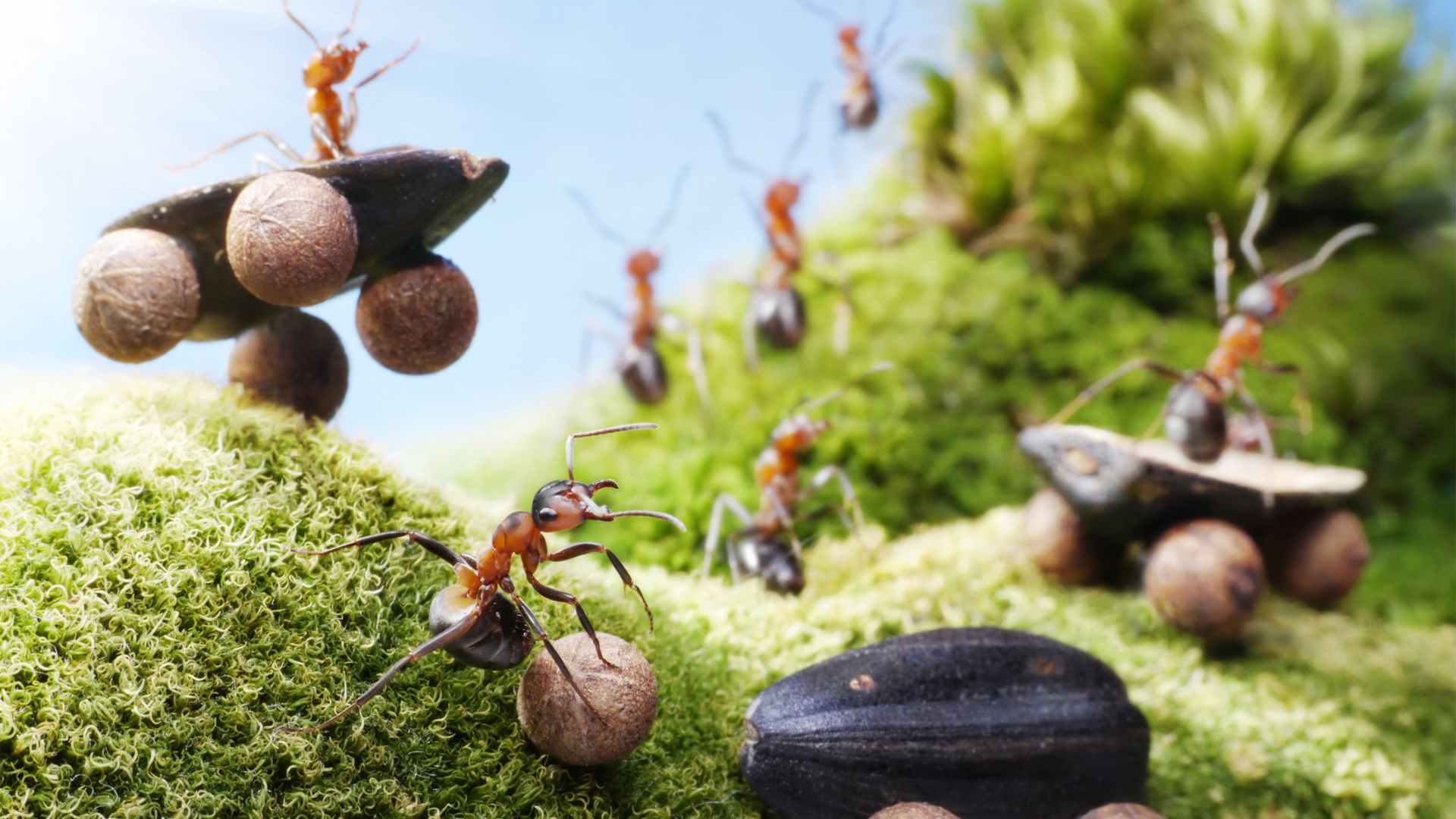 Ants All Over Outside of Car: Get Rid of Them Fast!