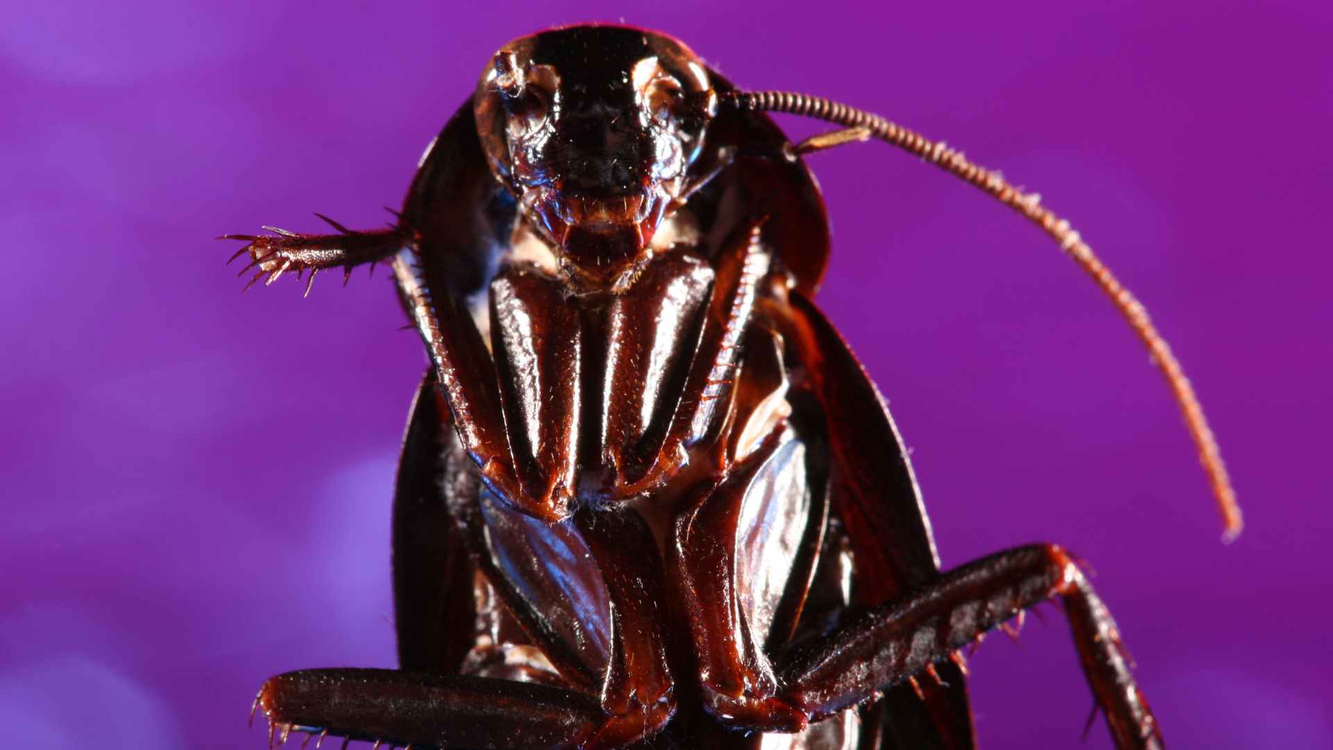 close up of a roach to represent best treatment for roaches in house