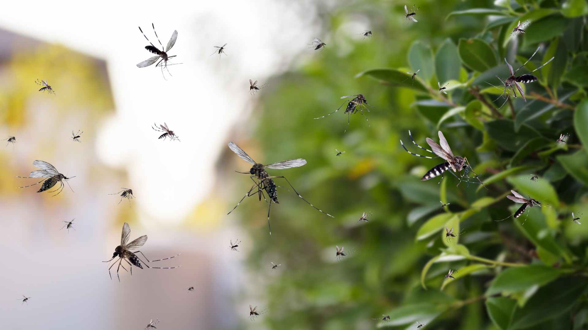 cloud of mosquitoes close to a bhush that needs the best way to get rid of them in texas