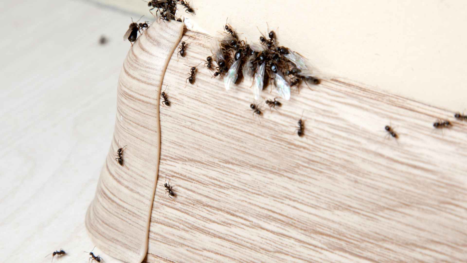 Black Ants in House at Night: How to Keep Them Out