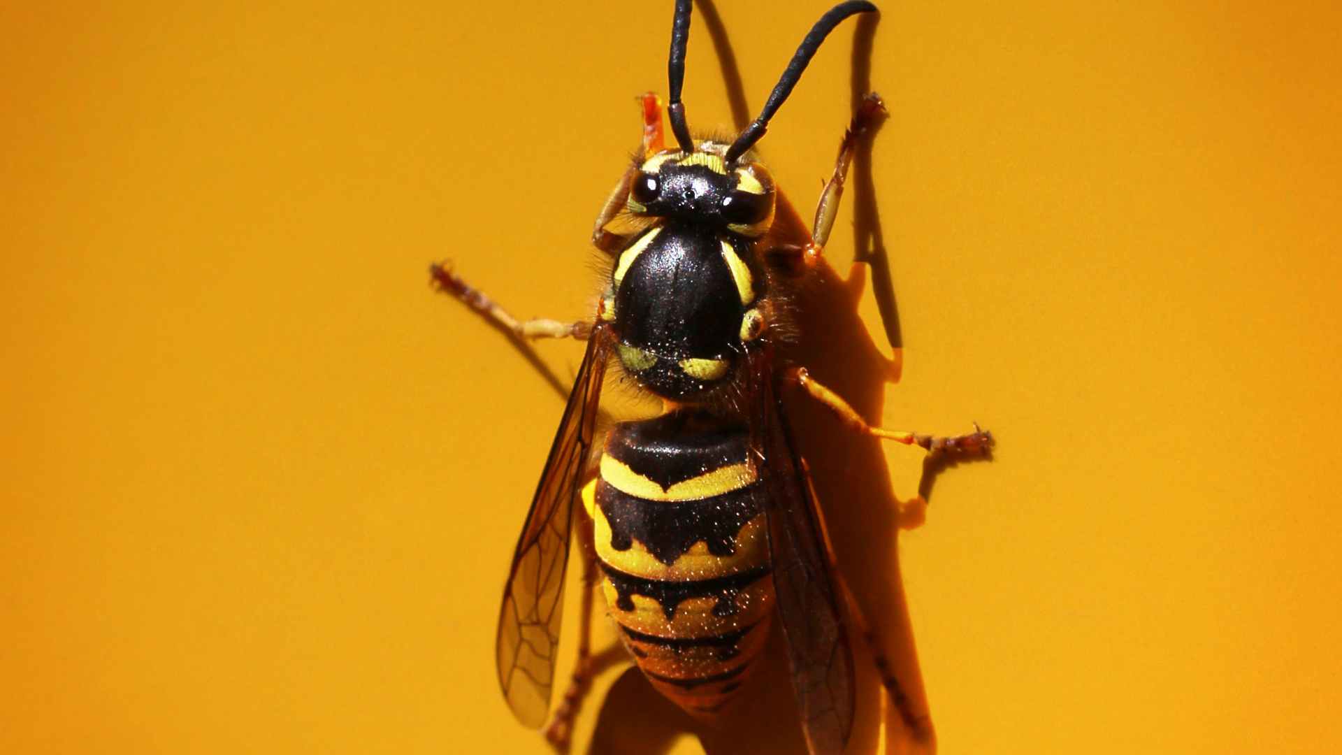 wasp on a yellow surface to illustrate different wasps in texas